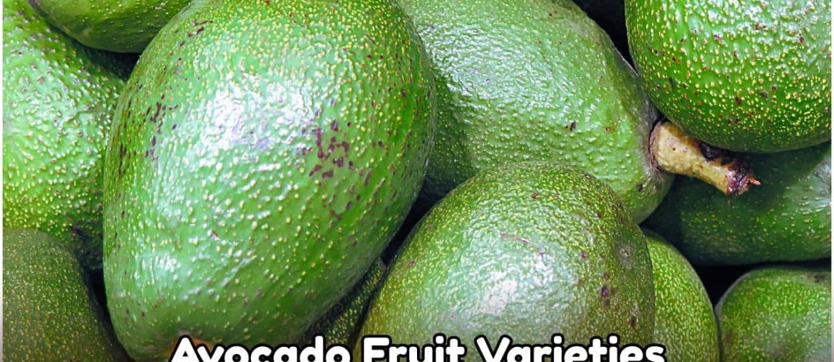 Top 7 Avocado Fruit Varieties in the USA
