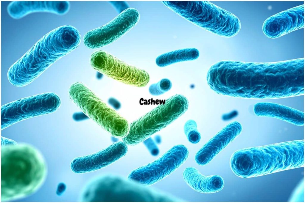 Boosts Immunity of cashew