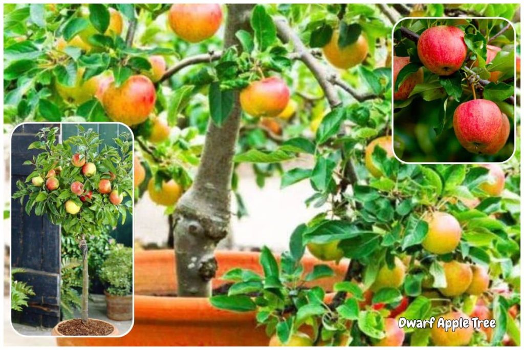 Dwarf Apple Tree ‘Honeycrisp’ or ‘Fuji’