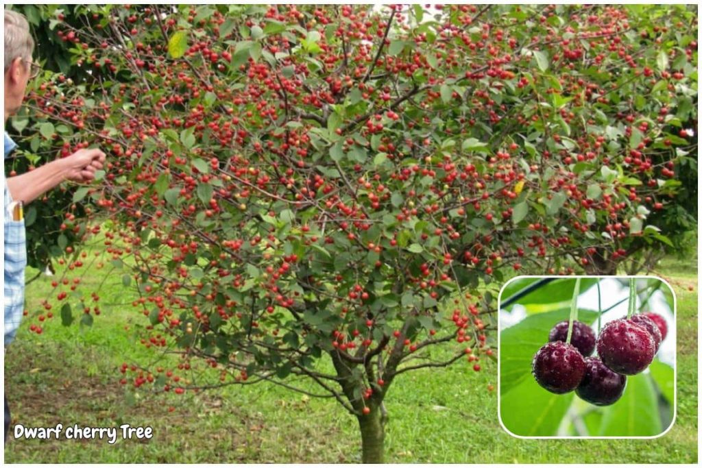  Dwarf Cherry Tree (‘Stella’ or ‘Compact Stella’)