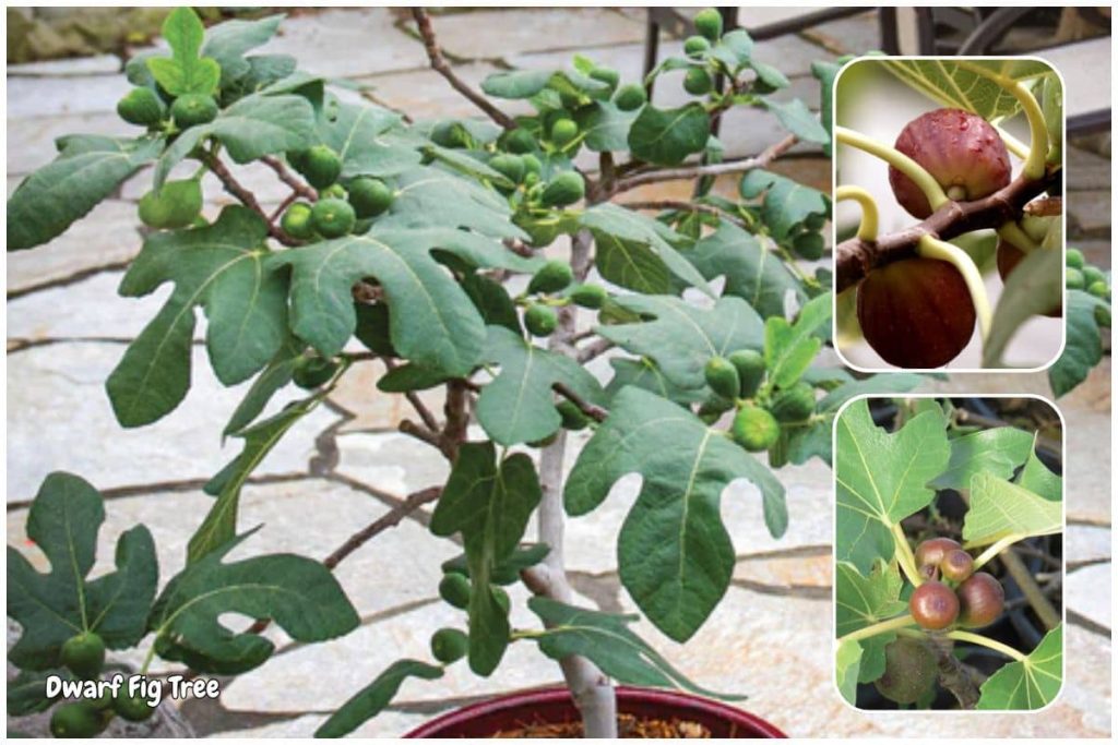 Dwarf Fig Tree (‘Little Miss Figgy’ or ‘Petite Negra’)