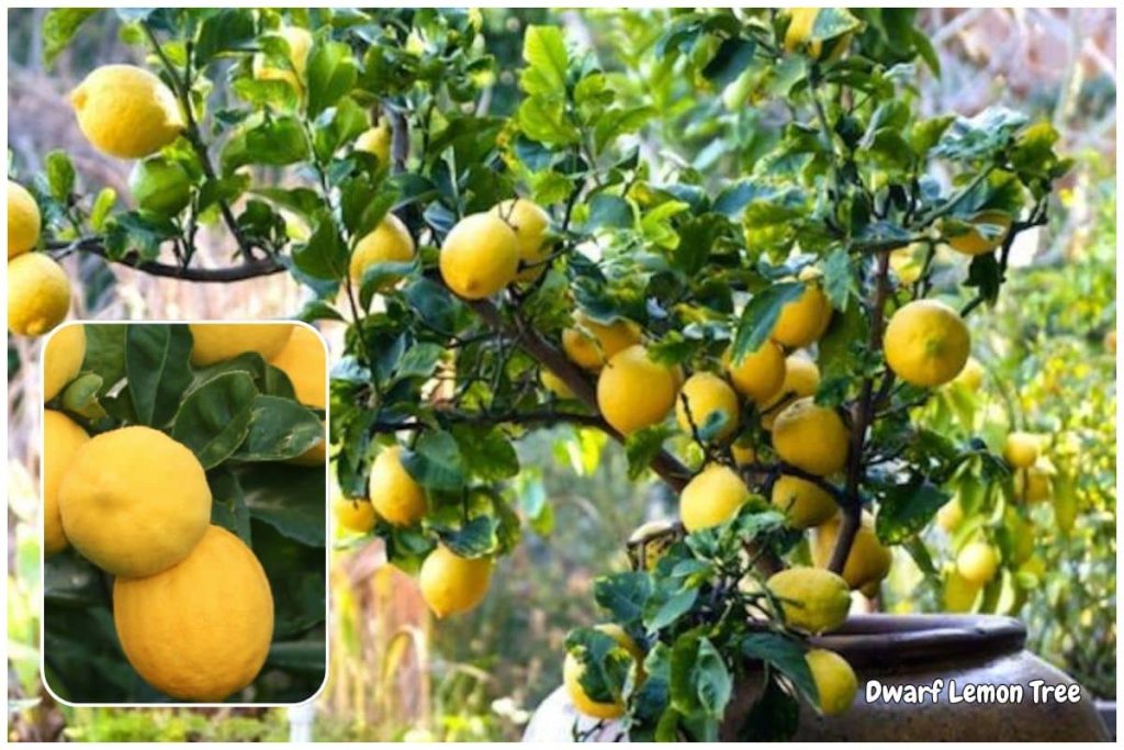 Dwarf Lemon Tree ‘Meyer Lemon’