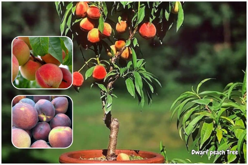 Dwarf Peach Tree (‘Bonanza’ Peach)