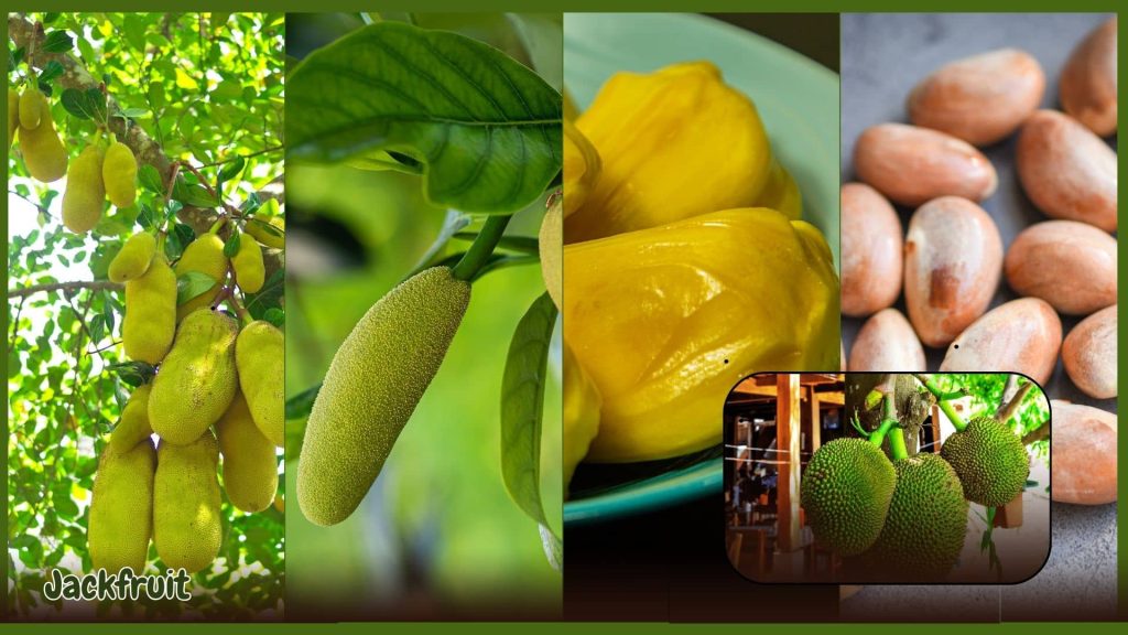 Gardener planting or tending to a tropical tree