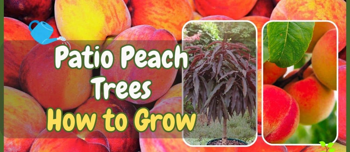 Patio Peach Trees How to Grow Peaches in Small Spaces the Easy Way