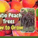 Patio Peach Trees How to Grow Peaches in Small Spaces the Easy Way