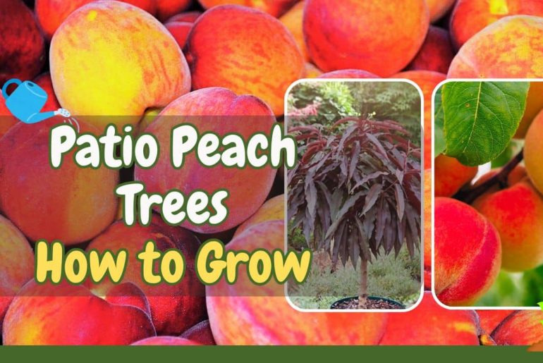 Patio Peach Trees How to Grow Peaches in Small Spaces the Easy Way