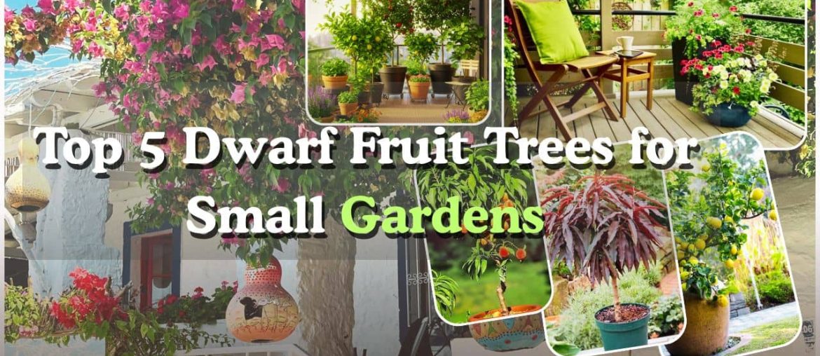 Top 5 Dwarf Fruit Trees for Small Gardens Small-Space Gardening Guide 2025