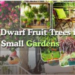 Top 5 Dwarf Fruit Trees for Small Gardens Small-Space Gardening Guide 2025