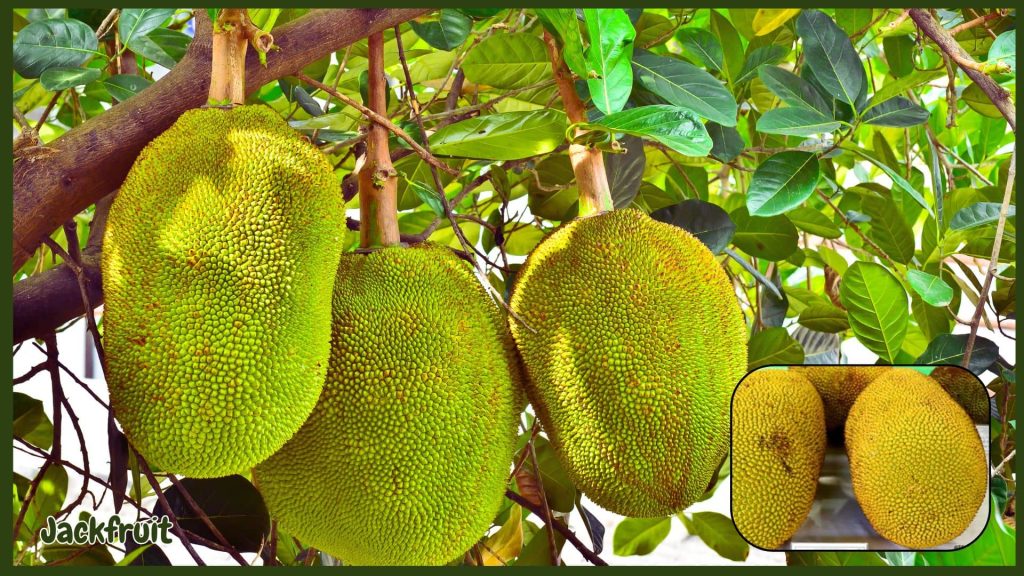 Black Gold jackfruit variety with yellow soft flesh