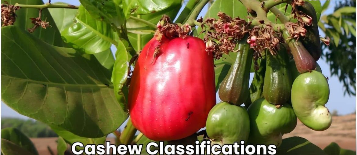 ripe red cashew apple and several green cashew nuts with Text on image reads "Cashew Classifications.