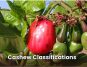 ripe red cashew apple and several green cashew nuts with Text on image reads "Cashew Classifications.