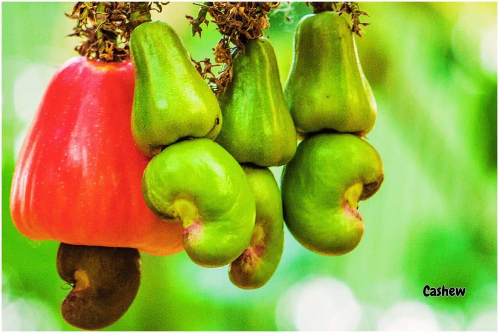Nutritional Profile of Cashews fruit image 