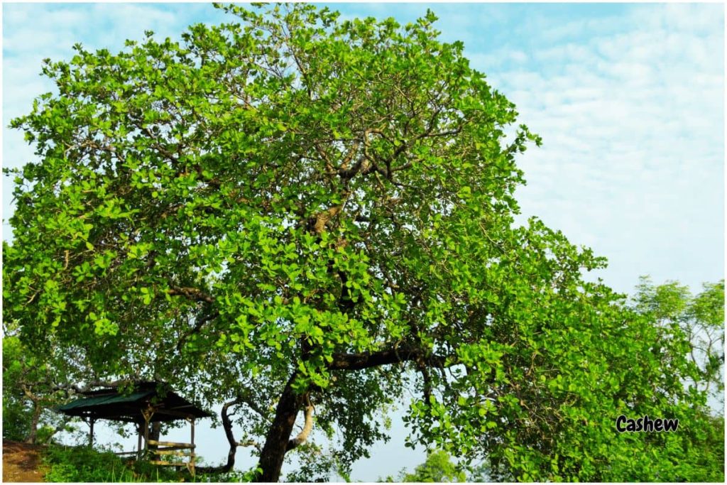  What Are Cashews/cashew tree image