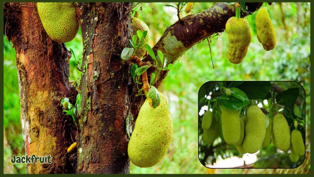 Honey Gold jackfruit variety growing in tropical garden