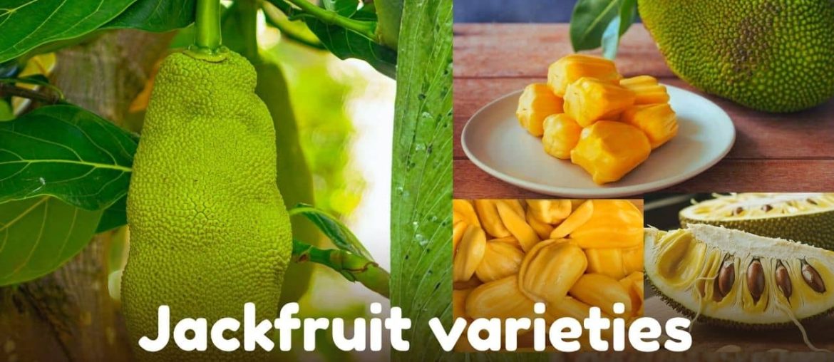 Different jackfruit varieties showing colors and textures