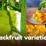 Different jackfruit varieties showing colors and textures