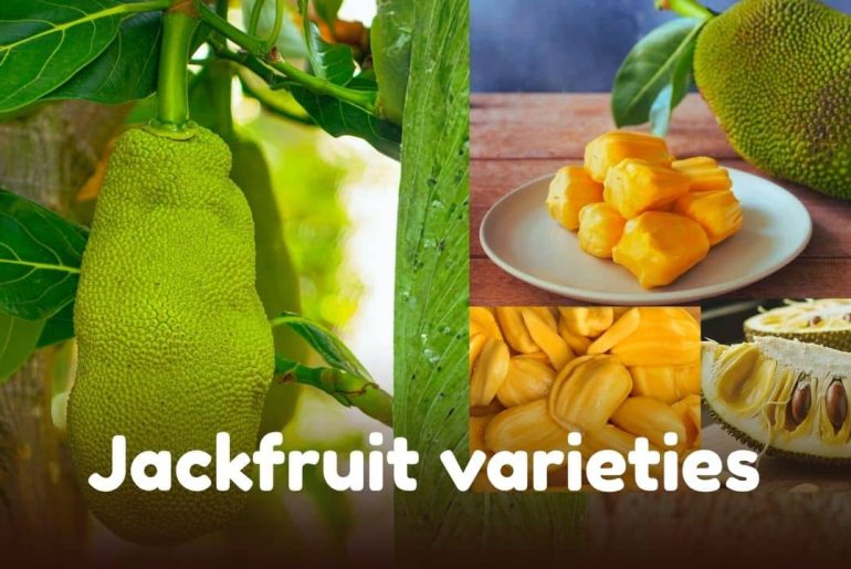 Different jackfruit varieties showing colors and textures