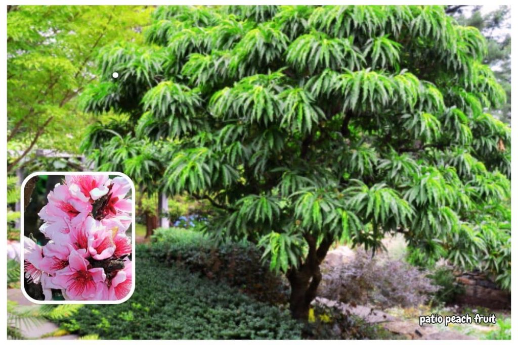 Patio Peach Trees