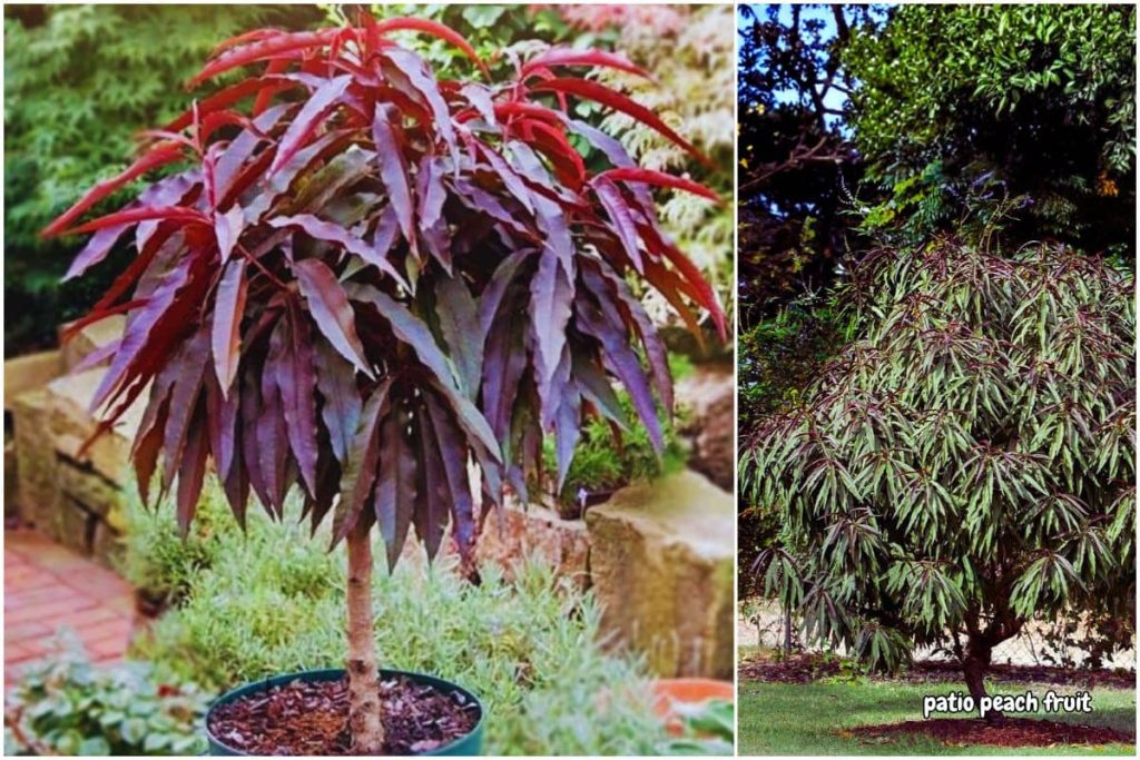 How to Care for Patio Peach Trees