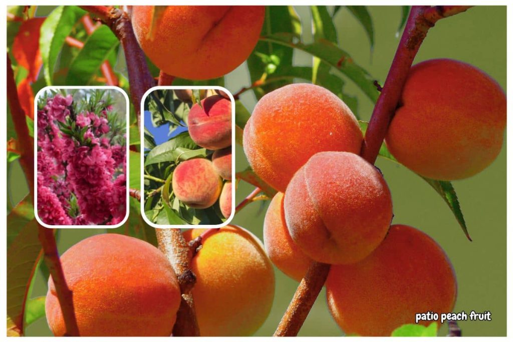 Patio Peach Trees | How to Grow Peaches in Small Spaces the Easy Way